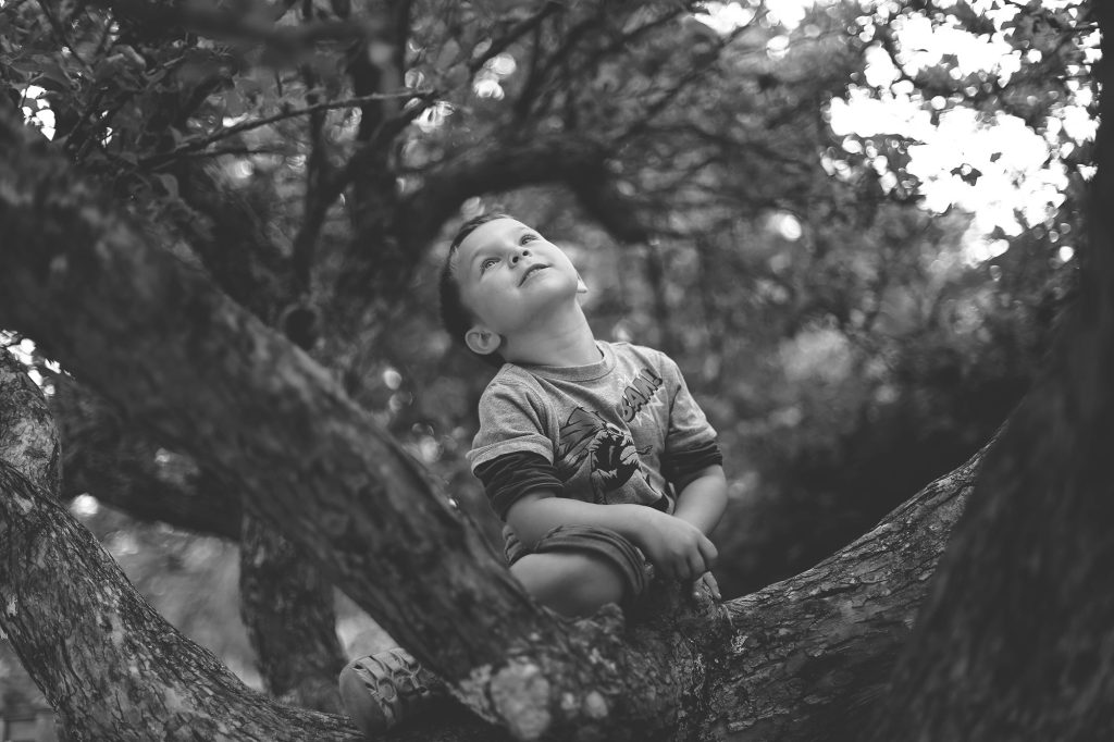 Pojke som klättrar i träd och tittar upp mot trädkronan
